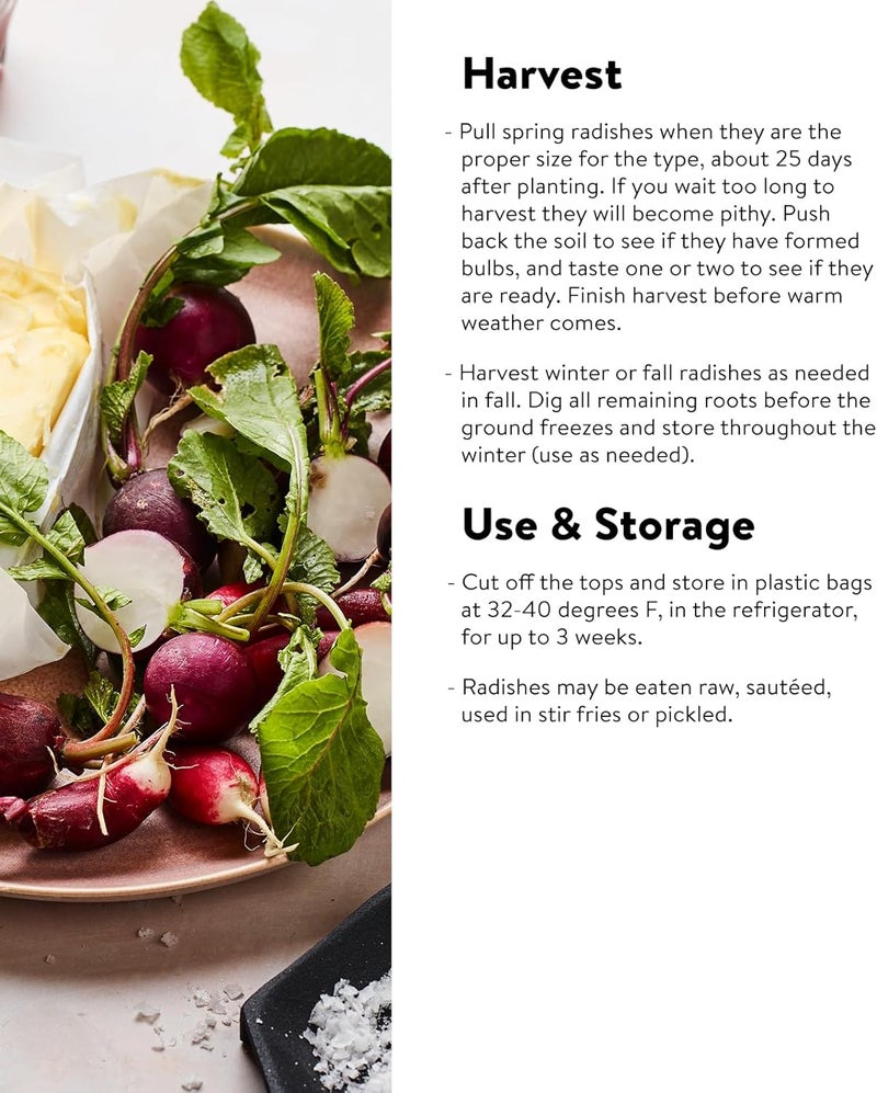 Burpee Watermelon Radish Seeds 300 seeds - Image 3