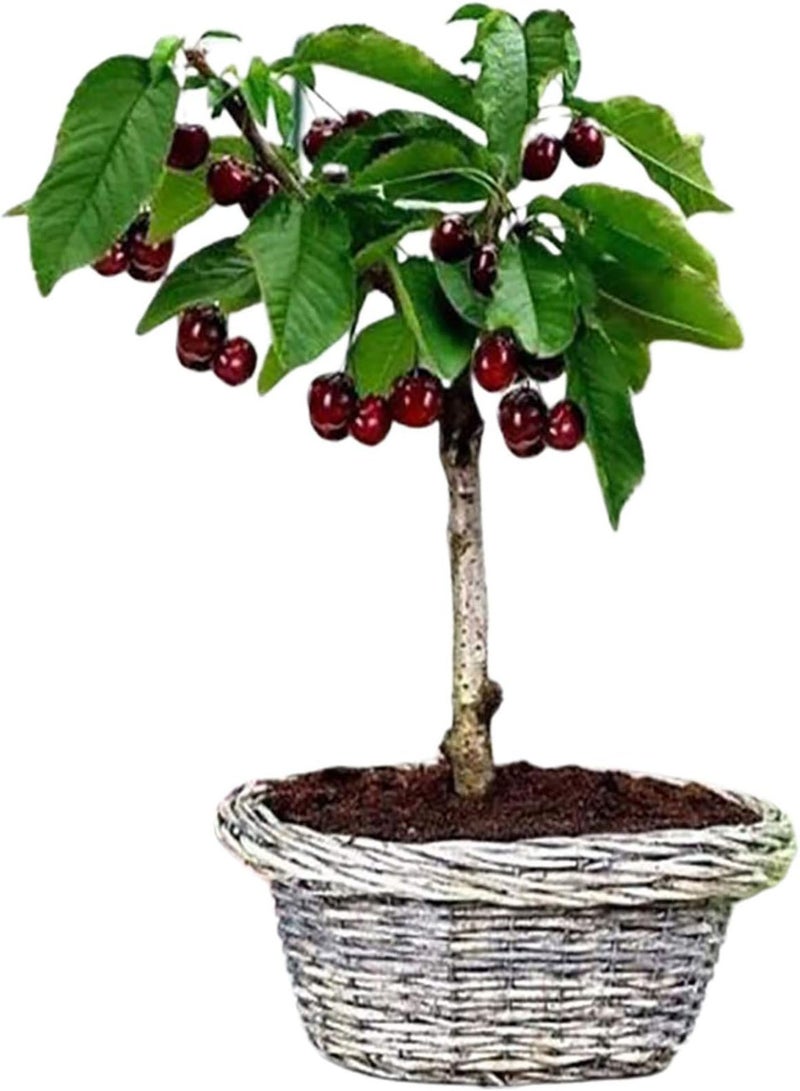 GGOOT 50Pcs/Bag Cherry Seeds Productive Easy to Grow Mini Wild Red Cherry Tree Seeds for Farm Cherries Seeds for Planting  - Image 4