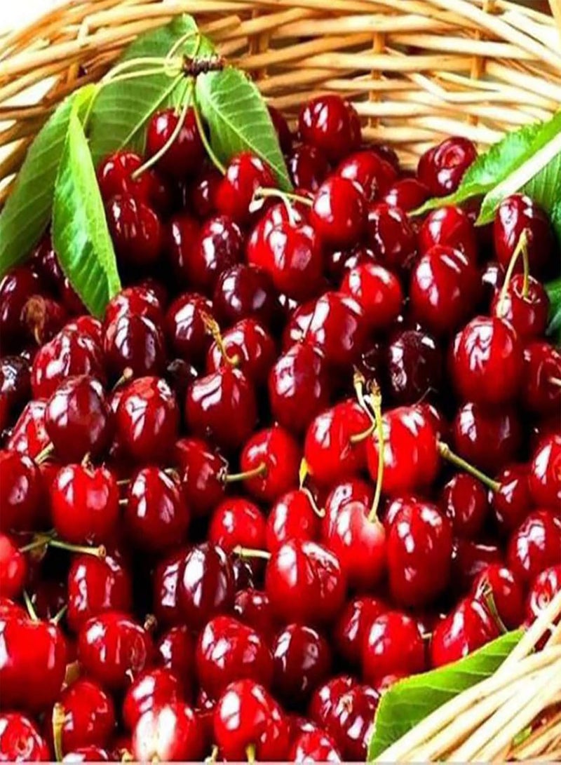 GGOOT 50Pcs/Bag Cherry Seeds Productive Easy to Grow Mini Wild Red Cherry Tree Seeds for Farm Cherries Seeds for Planting  - Image 5
