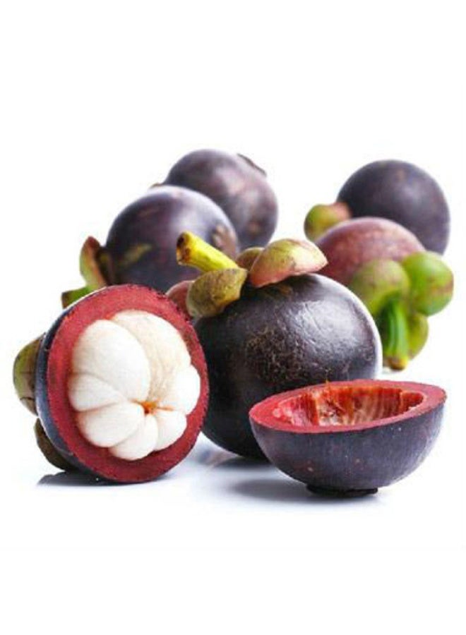 مانغوستين, 500 غرام (8 إلى 9 قطع لكل عبوة)