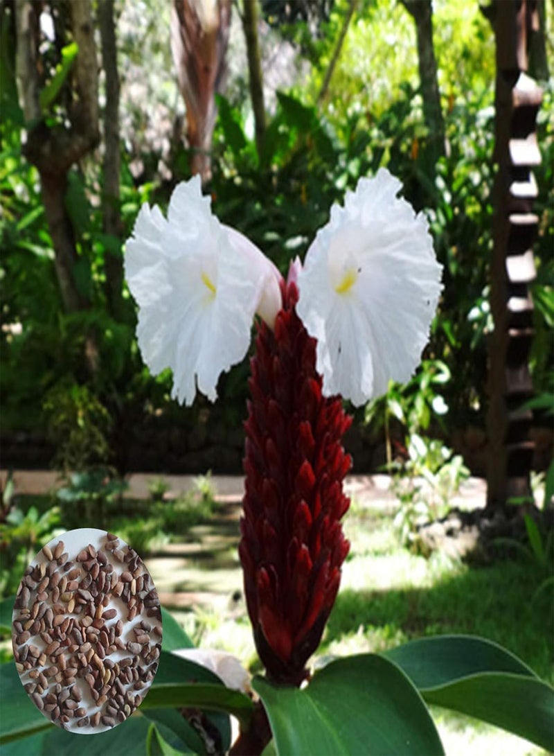 Seed for Planting50Pcs/Bag Costus Speciosus Seeds Productive Rare Perennial Natural Insulin Plant Seedlings for Courtyrad Plant Seedlings for-Seed