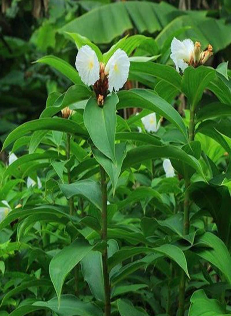 Seed for Planting50Pcs/Bag Costus Speciosus Seeds Productive Rare Perennial Natural Insulin Plant Seedlings for Courtyrad Plant Seedlings for-Seed