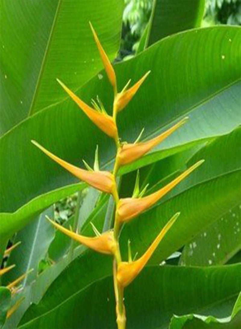 Seed for Planting50Pcs/Bag Costus Speciosus Seeds Productive Rare Perennial Natural Insulin Plant Seedlings for Courtyrad Plant Seedlings for-Seed