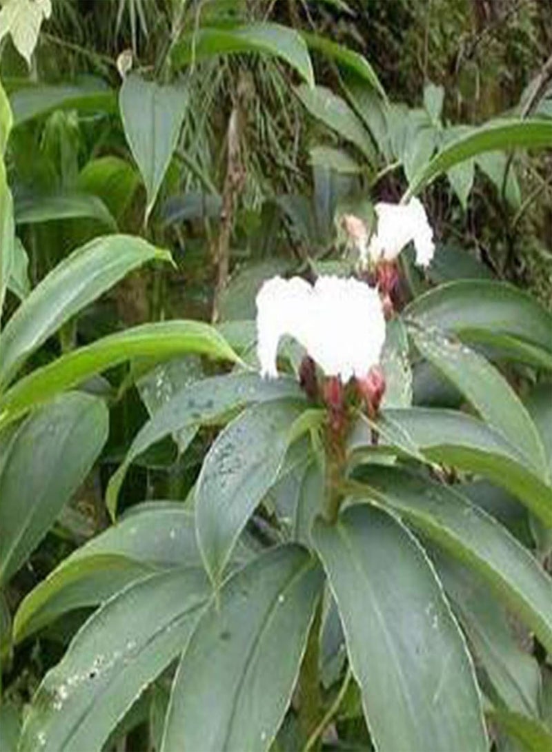 Seed for Planting50Pcs/Bag Costus Speciosus Seeds Productive Rare Perennial Natural Insulin Plant Seedlings for Courtyrad Plant Seedlings for-Seed