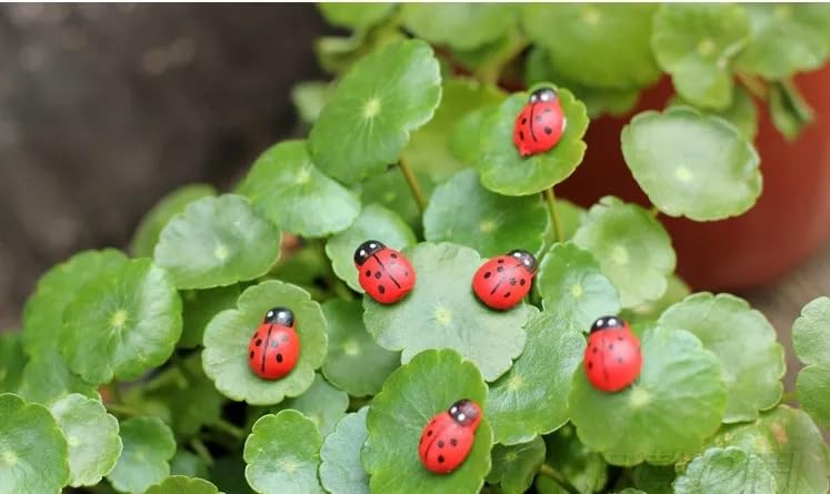 Chocozone Pack of 100 Beetle Miniatures Decorative Pots Indoor Plants Decor Landscape Decor Fairy Garden Decorations - 1cm - Image 4