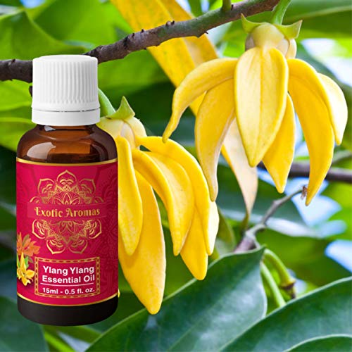 Exotic Aromas Ylang Ylang Essential Oil for Hair Strengthening, Acne Control & Aromatherapy (15Ml + 15Ml) Pack of 2 - Image 2