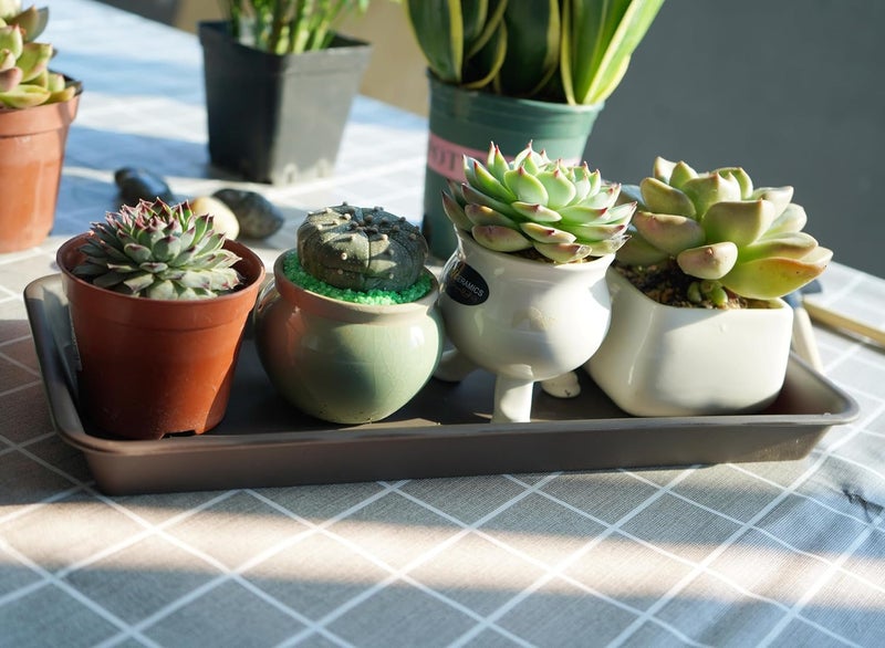 VUWEZ Rectangle Plant Tray, Plant Drip Tray, Plant Pot Saucers, Plant Germination Trays, Plant Saucers - Image 4