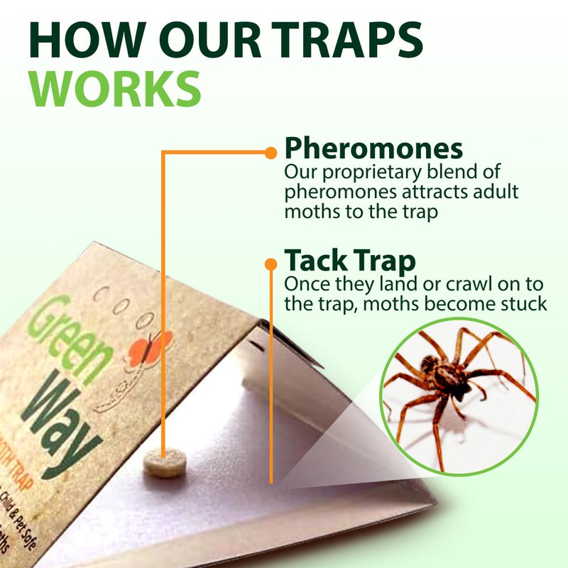 Insects Limited فخاخ فضية وعنكبوت من إنسيكتس ليمتد جرينواي (6 فخاخ) - للداخل في منزلك - Image 4