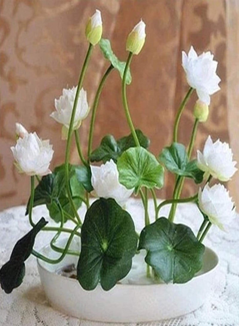 GGOOT 10Pcs Bowl Lotus Seeds Bonsai Plants Home Garden Hydroponic Aquatic Flower Decor - White 10pcs Bowl Lotus Seeds - Flower Seeds Vegetable Seeds Fruit Seeds Garden Plant Seeds  - Image 1