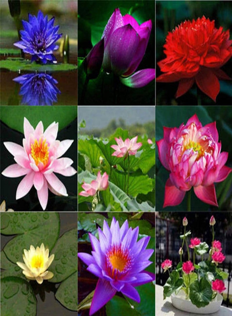 GGOOT 10Pcs Bowl Lotus Seeds Bonsai Plants Home Garden Hydroponic Aquatic Flower Decor - White 10pcs Bowl Lotus Seeds - Flower Seeds Vegetable Seeds Fruit Seeds Garden Plant Seeds  - Image 3