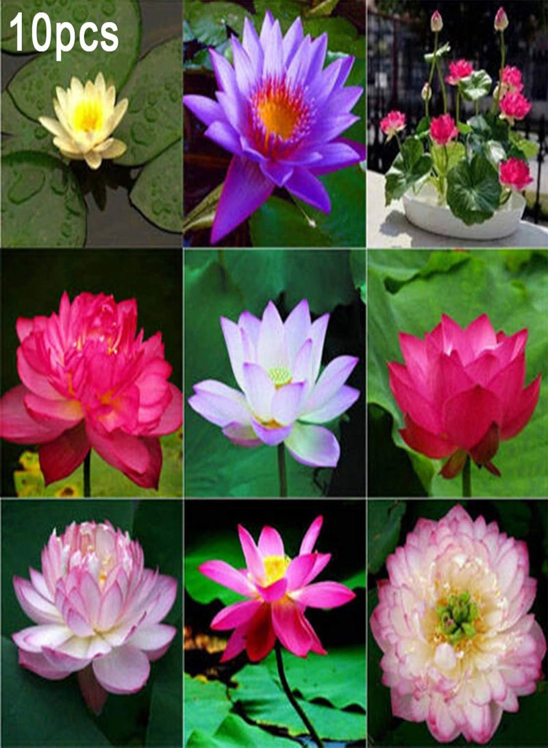 GGOOT 10Pcs Bowl Lotus Seeds Bonsai Plants Home Garden Hydroponic Aquatic Flower Decor - White 10pcs Bowl Lotus Seeds - Flower Seeds Vegetable Seeds Fruit Seeds Garden Plant Seeds  - Image 2
