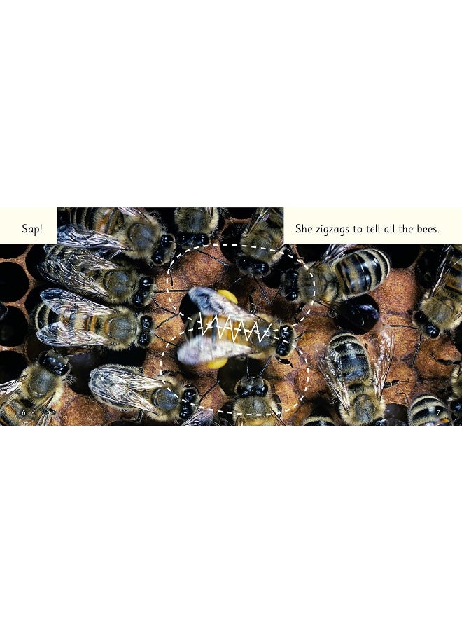 Bees!: Band 02b/Red B  - Image 3