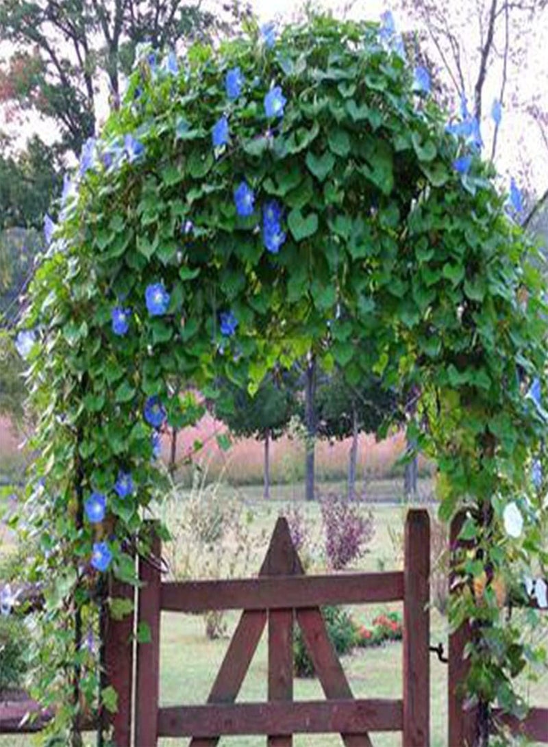GGOOT 50 Ipomoea Blue Morning Glory Seeds UK Climbing Flowers for Gardens to Plant - Image 3