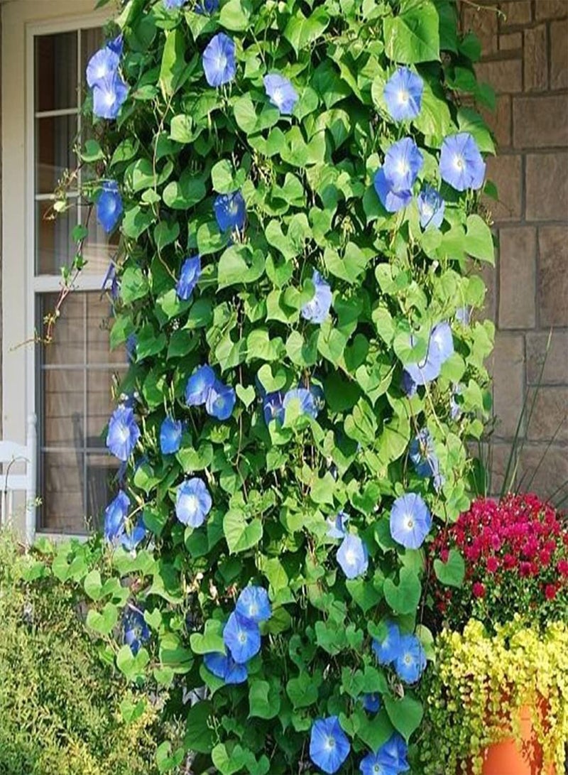 GGOOT 50 Ipomoea Blue Morning Glory Seeds UK Climbing Flowers for Gardens to Plant - Image 4