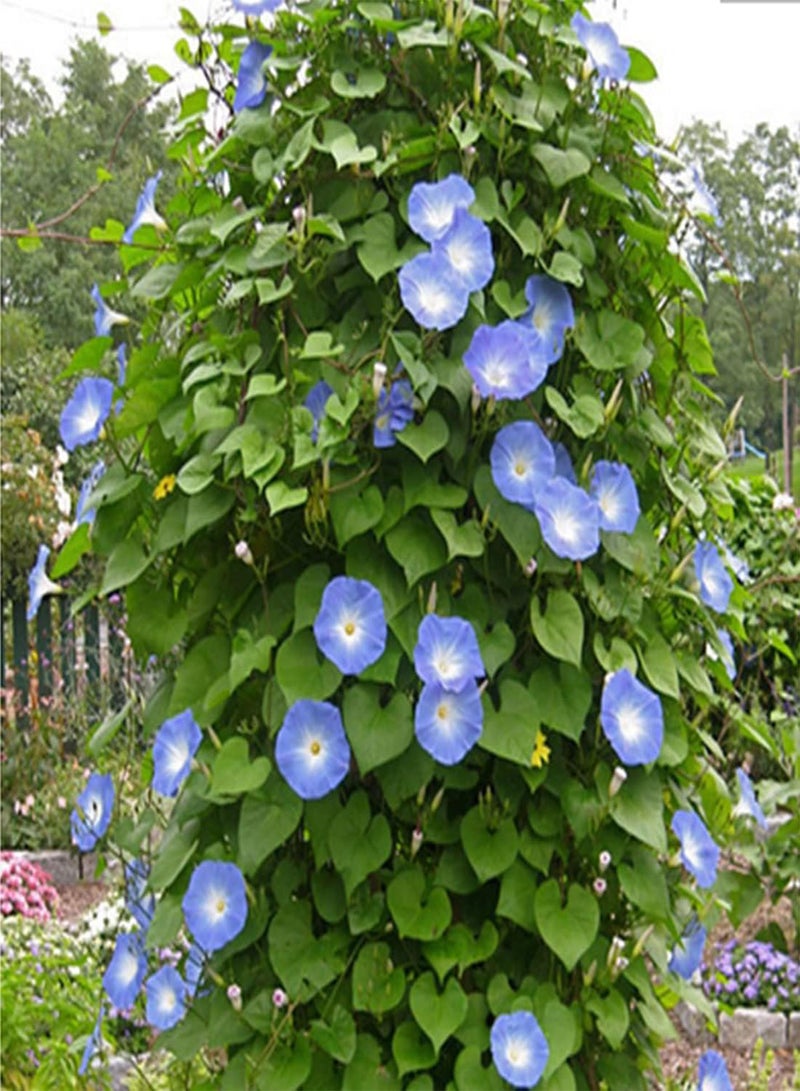 GGOOT 50 Ipomoea Blue Morning Glory Seeds UK Climbing Flowers for Gardens to Plant - Image 1