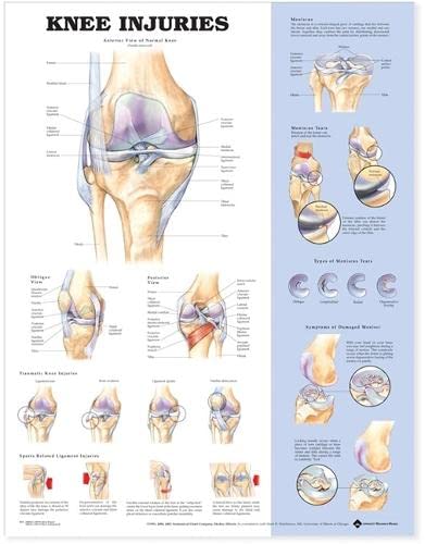 Anatomical Chart Co. 
