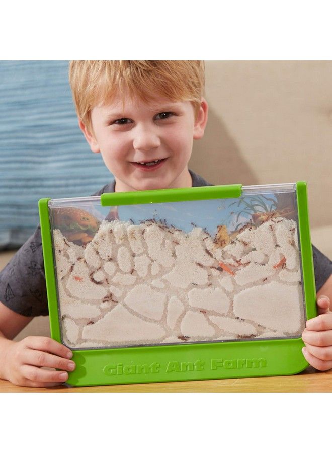 Uncle Milton Giant Ant Farm Large Viewing Area Care For Live Ants Nature Learning Toy Science Diy Toy Kit Great Gift For Boys & Girls Green - Image 1