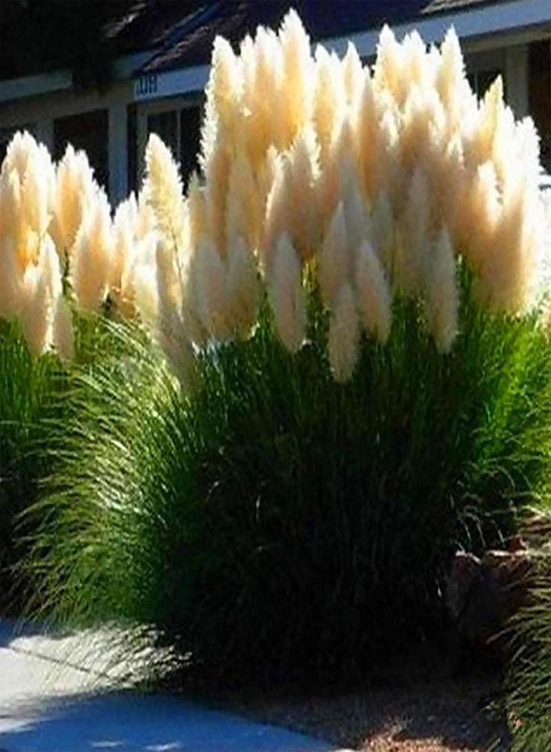 GGOOT 350Pcs Multi-Color Pampas Grass Plant Ornamental Flower Grass Seeds Hardy Plant Grass Seeds for Planting Outdoor Yard Garden Farm Yellow Pampas Grass Seeds - Image 3