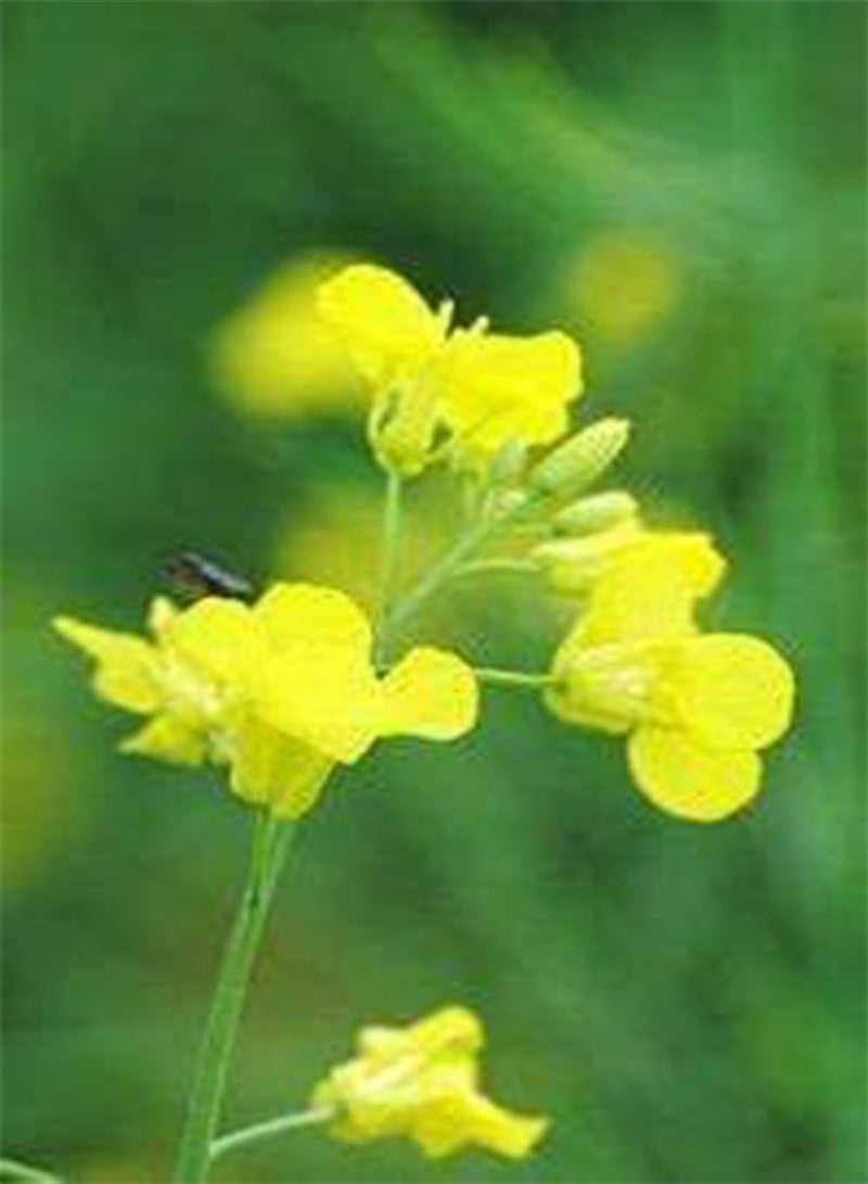 GGOOT Potted Plants Yellow Flowering canola 200 Seeds - Image 1