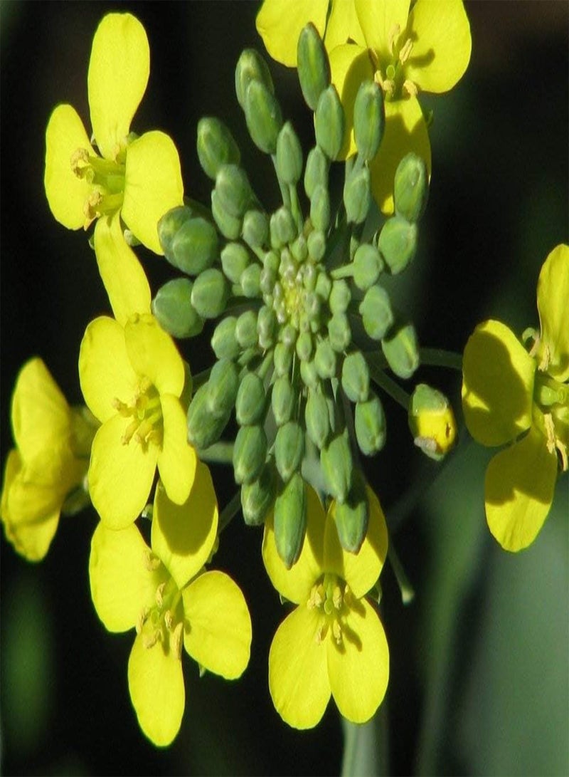 GGOOT Potted Plants Yellow Flowering canola 200 Seeds - Image 3