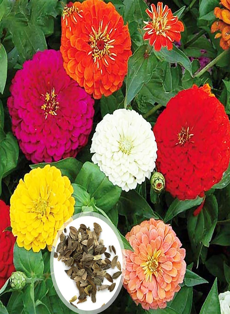 GGOOT 1 Bag Zinnia Seed Flourishing Easy to Grow Showy Natural Flower Seed Growing Kit for Women, Kids, Beginners, Gardeners Gift - Zinnia Seeds - Image 1