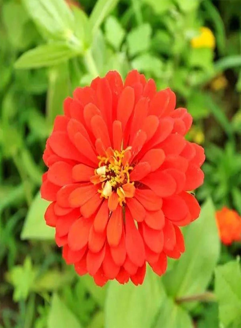 GGOOT 1 Bag Zinnia Seed Flourishing Easy to Grow Showy Natural Flower Seed Growing Kit for Women, Kids, Beginners, Gardeners Gift - Zinnia Seeds - Image 3