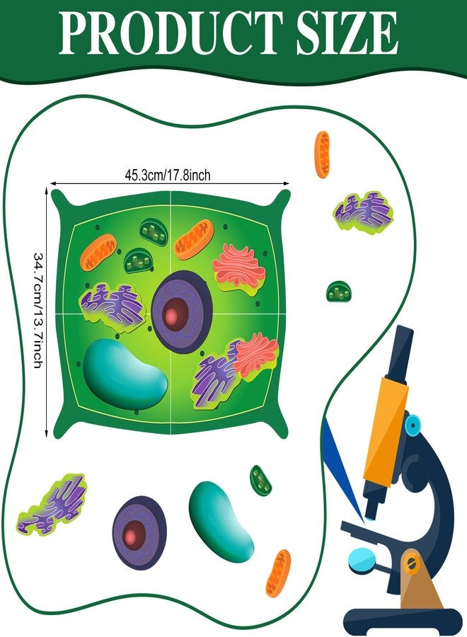 Leitee 18 Pcs Magnetic Plant Cell Model Kits Giant Teaching Resources Early Biology Cell Anatomy Model Life Science Teaching Aid for Whiteboard Learning Tools Educational Classroom Activities - Image 2