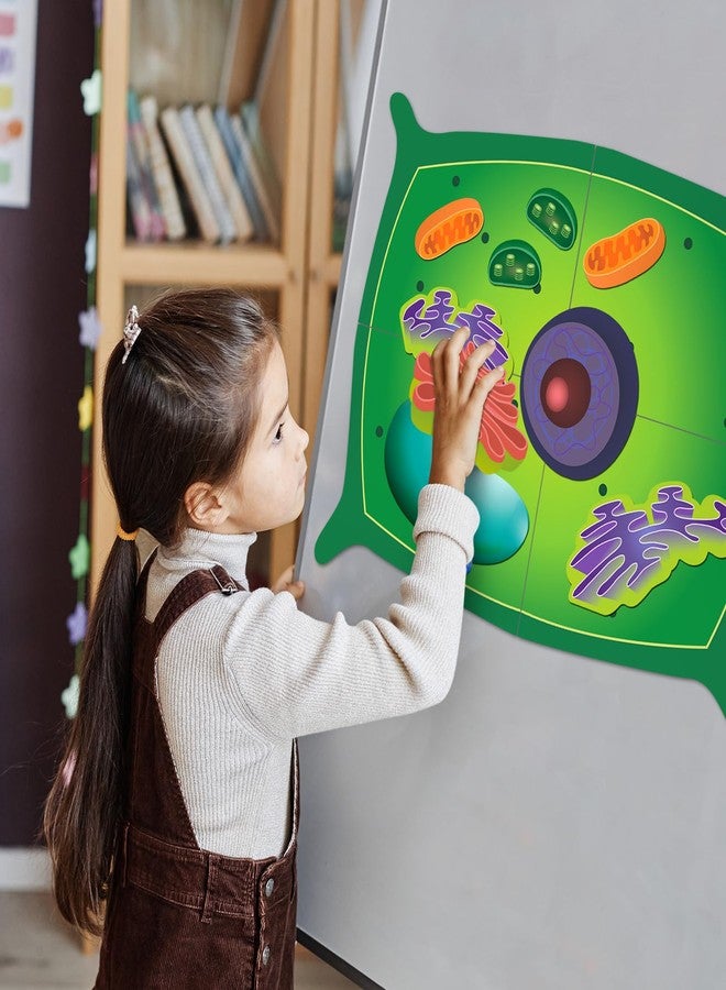 Leitee 18 Pcs Magnetic Plant Cell Model Kits Giant Teaching Resources Early Biology Cell Anatomy Model Life Science Teaching Aid for Whiteboard Learning Tools Educational Classroom Activities - Image 5