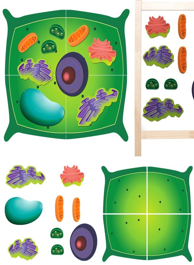 Leitee 18 Pcs Magnetic Plant Cell Model Kits Giant Teaching Resources Early Biology Cell Anatomy Model Life Science Teaching Aid for Whiteboard Learning Tools Educational Classroom Activities - Image 1