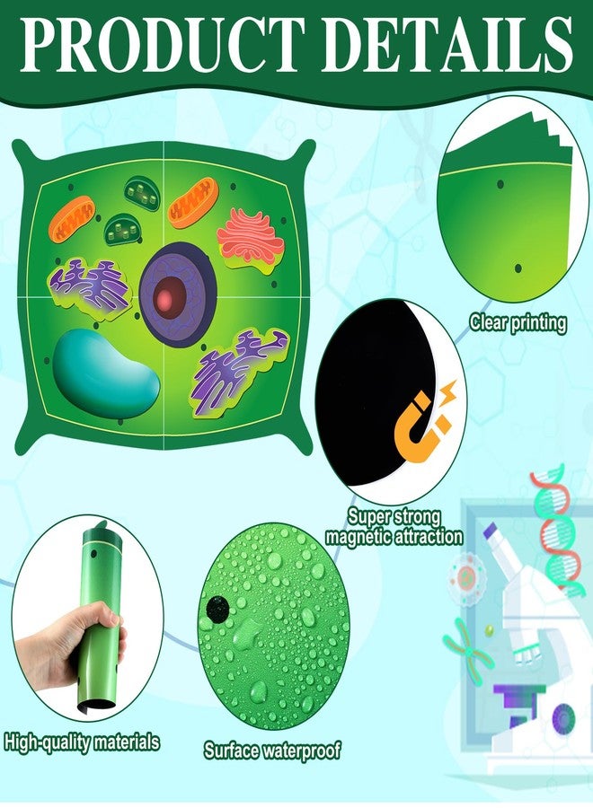 Leitee 18 Pcs Magnetic Plant Cell Model Kits Giant Teaching Resources Early Biology Cell Anatomy Model Life Science Teaching Aid for Whiteboard Learning Tools Educational Classroom Activities - Image 3