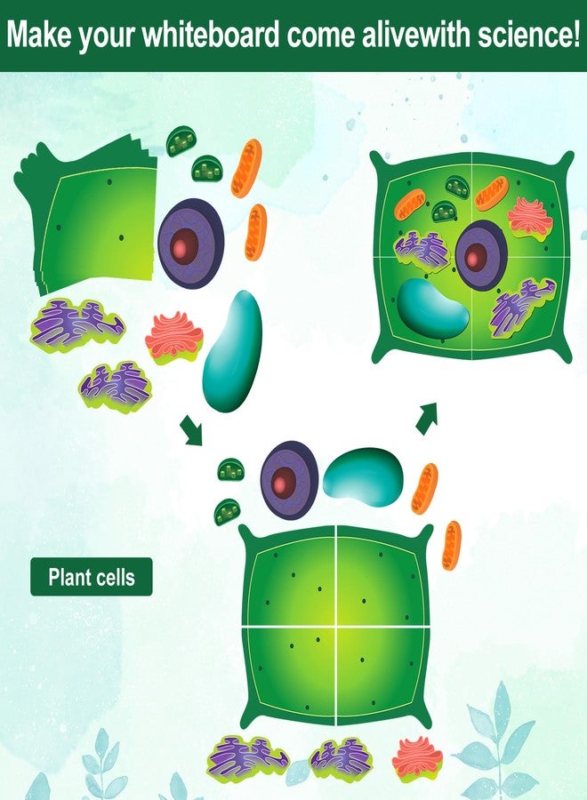 Leitee 18 Pcs Magnetic Plant Cell Model Kits Giant Teaching Resources Early Biology Cell Anatomy Model Life Science Teaching Aid for Whiteboard Learning Tools Educational Classroom Activities - Image 4