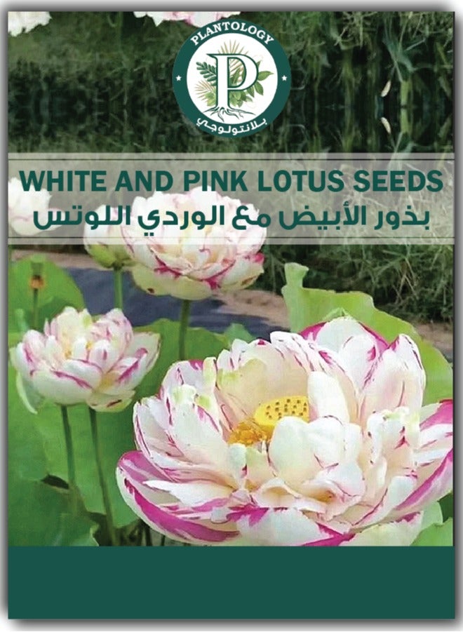Generic Lotus Seeds for Planting - Multicolor Lotus Flower Seeds