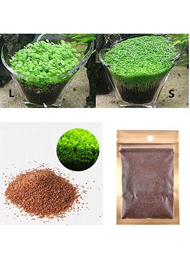 Petzlifeworld Carpet Live Grass Seeds for Aquarium Pack of 1 - Image 3