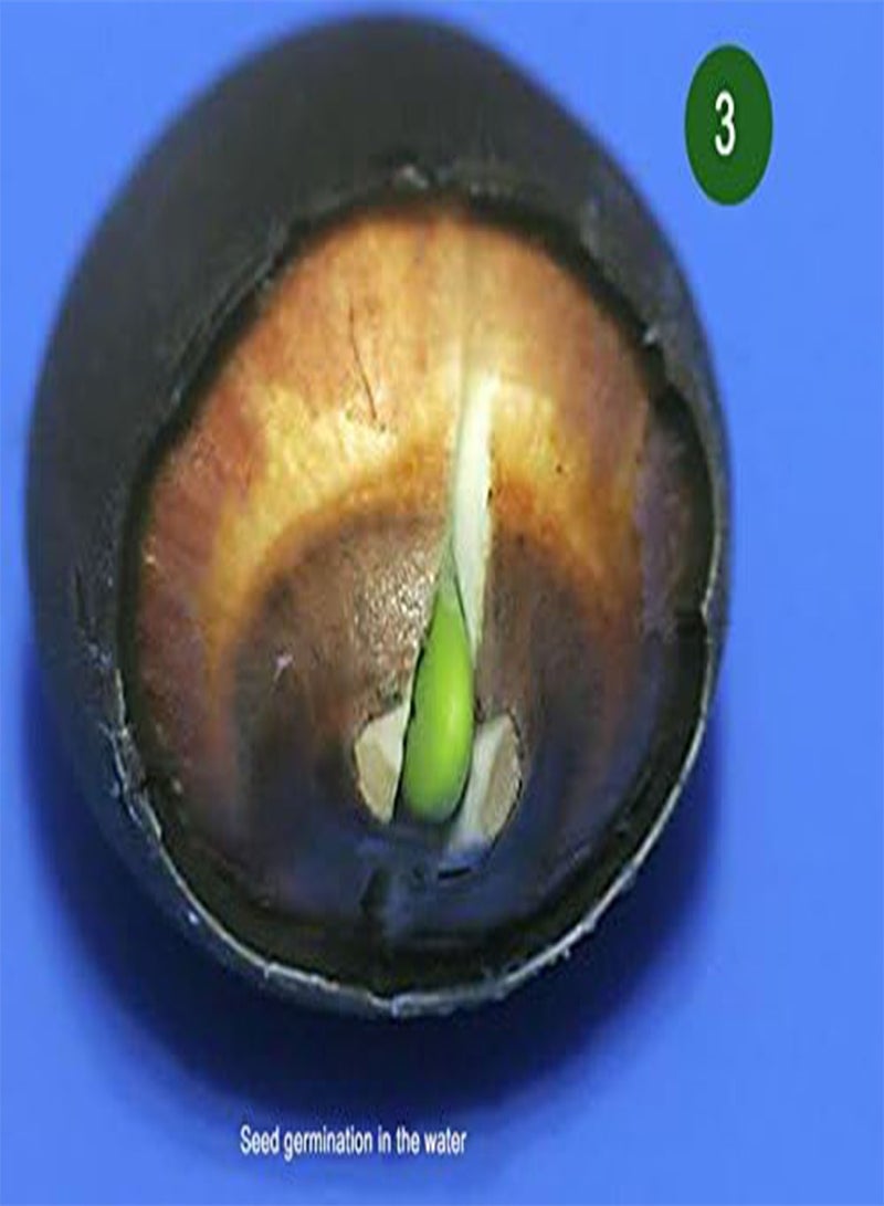 GGOOT Jade Cup Lotus/Bowl Lotus/Water Lily Flower/Bonsai Lotus/Ponds /5 Fresh Seeds/from"liveseeds"Shop  - Image 5