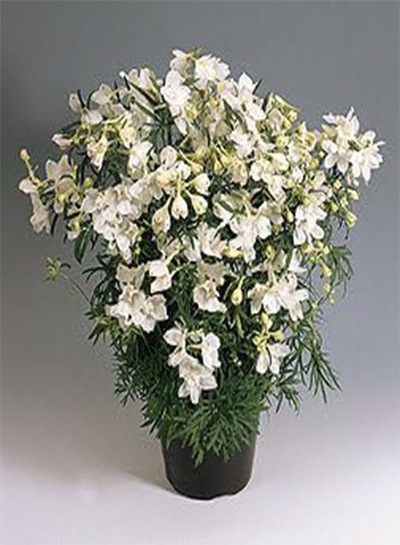 GGOOT Delphinium grandiflorum Summer Stars White 100 Seeds