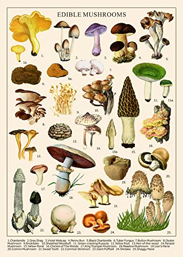 BBOLDIN Vintage Mushroom Puzzle 1000 Pieces for Adult Vintage Fungi Jigsaw Puzzle of 25 Edible Mushrooms Champignons Plant Puzzle for Mycophile - Image 1