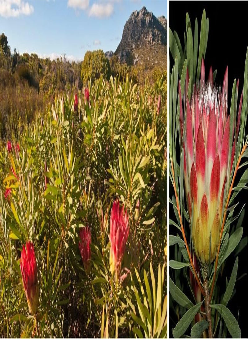 جي جوت بروتيا ريبنز الأحمر 5 بذور شجيرة السكر جنوب أفريقيا - Image 1