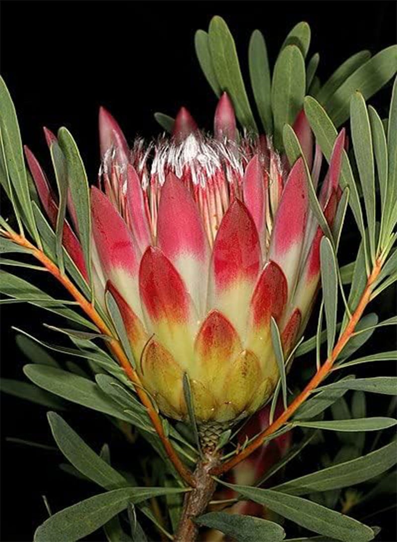 جي جوت بروتيا ريبنز الأحمر 5 بذور شجيرة السكر جنوب أفريقيا - Image 2