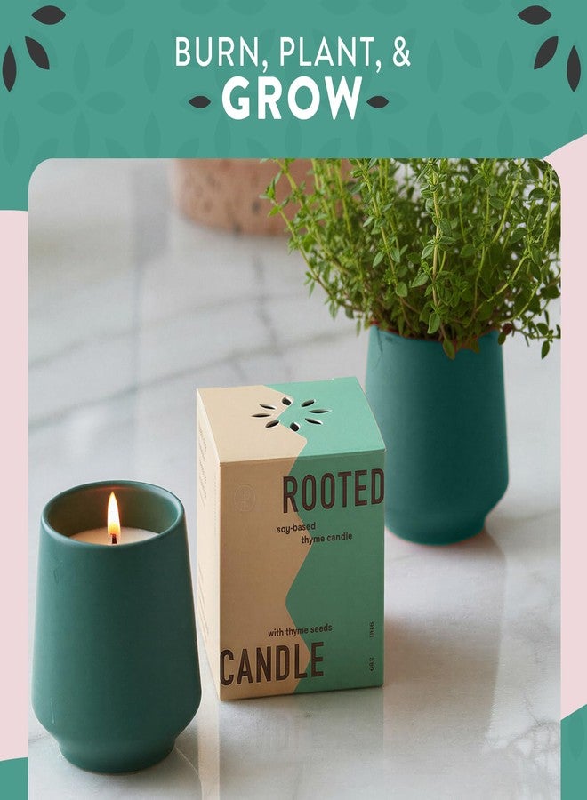Modern Sprout مودرن سبراوت - شمعة 2 في 1 برائحة حبوب التونكا وشمع الصويا مع بذور تنمو لتصبح نبتة زعتر - 6 أونصات مع وقت احتراق 42 ساعة في وعاء سيراميك مزجج غير لامع، مثالية لحديقة الأعشاب الداخلية - Image 2