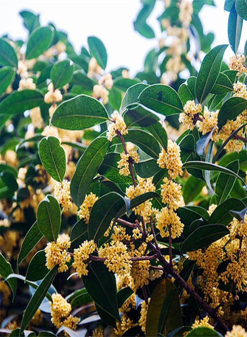 جي جوت 20 قطعة من بذور أوسمانثوس، زهور صفراء جميلة تضيء حديقتك، خيار ممتاز لتزيين أحواض الزهور والأحواض المرتفعة - Image 2