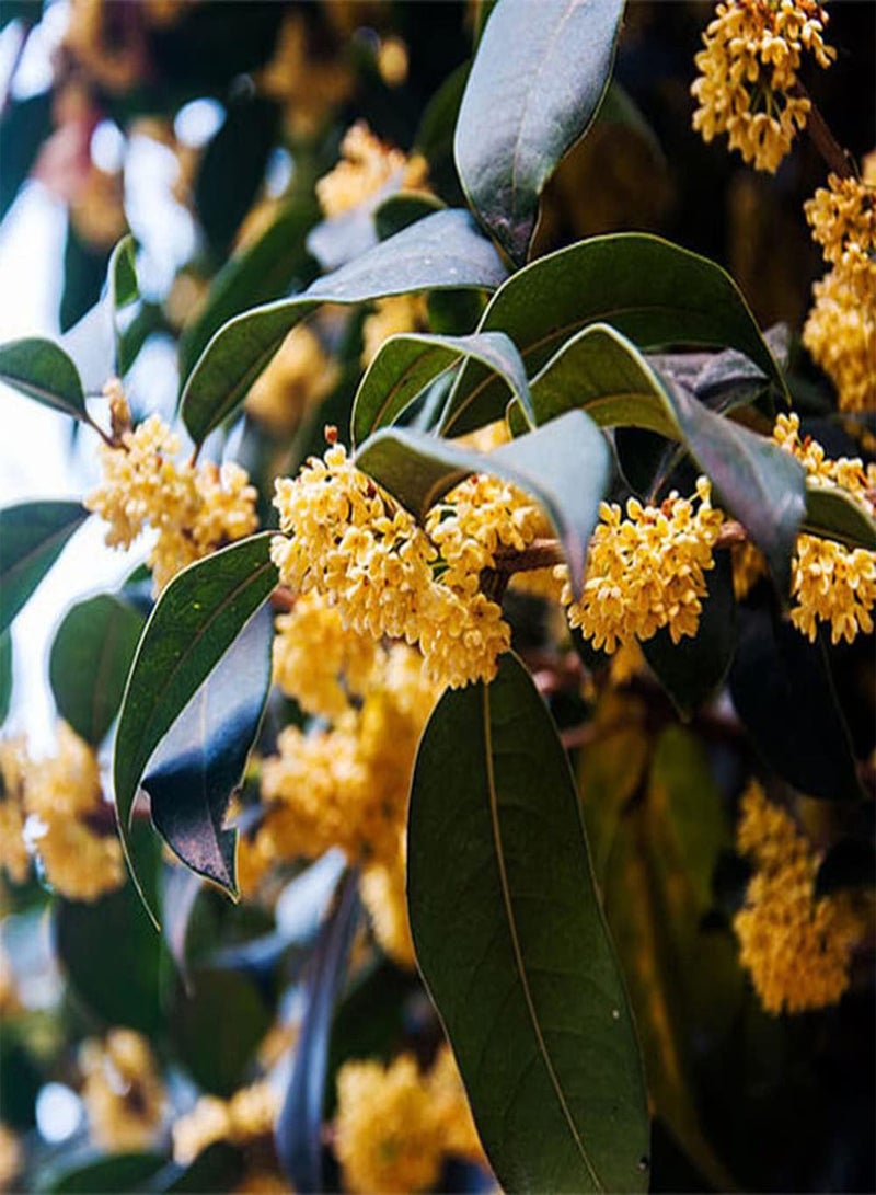 جي جوت 20 قطعة من بذور أوسمانثوس، زهور صفراء جميلة تضيء حديقتك، خيار ممتاز لتزيين أحواض الزهور والأحواض المرتفعة - Image 1