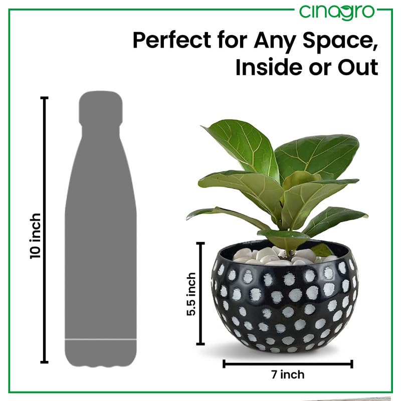 CINAGRO Metal Planter Pot for Indoor Plants, Round Decorative Flower Pot, Rust-Resistant, Modern Plant Holder for Home, Balcony, Office (13.97 x 17.78 cm, Dot Ritual) - Image 4