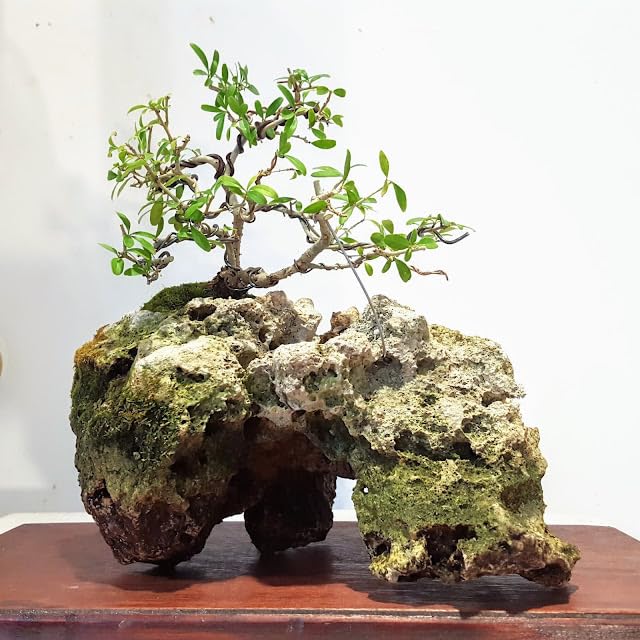 RUKDA Natural Hole Stone for Bonsai - Handpicked Quality Stone for Bonsai Cultivation Decorative and Functional Root Anchoring, Drainage, and Aesthetic Enhancement in Bonsai Plant (Large) - Image 1