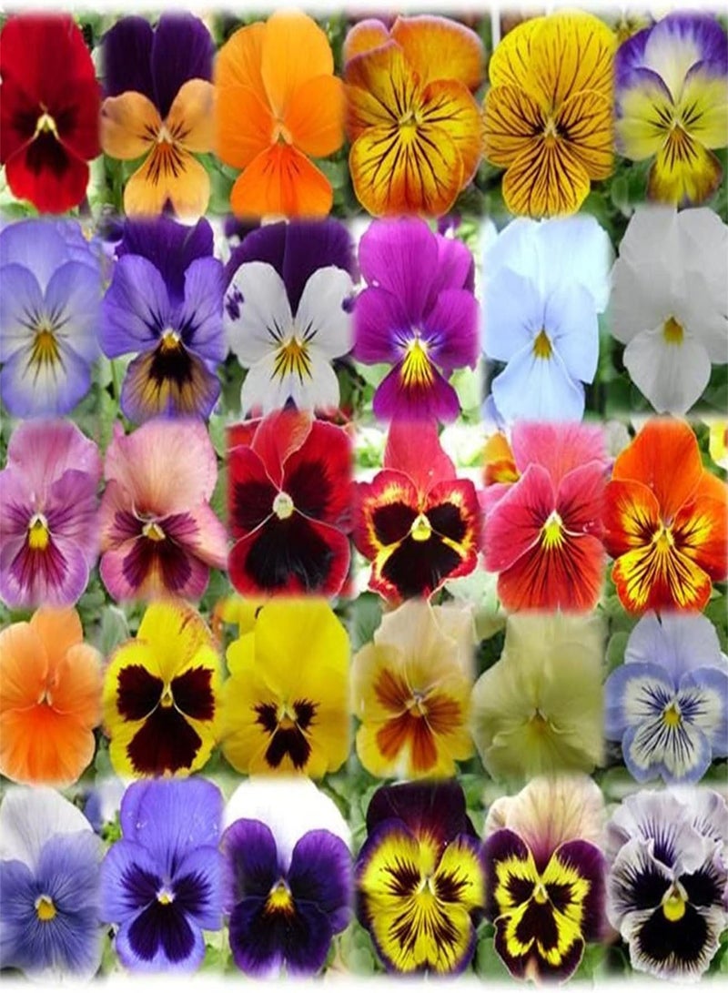GGOOT Imported Pansy Seeds Aromatic Plants Heirloom Garden Beautiful Flower Collection Gift Perennial Herb Seeds - Image 2