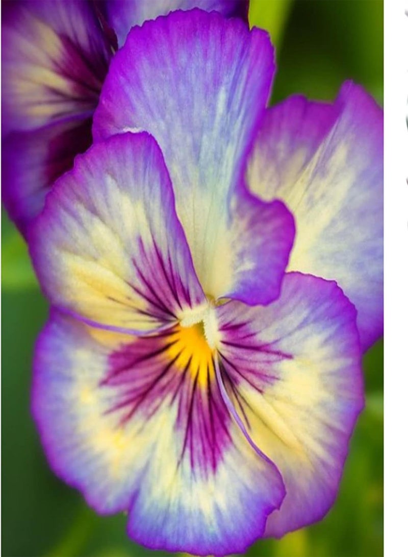 GGOOT Imported Pansy Seeds Aromatic Plants Heirloom Garden Beautiful Flower Collection Gift Perennial Herb Seeds - Image 1