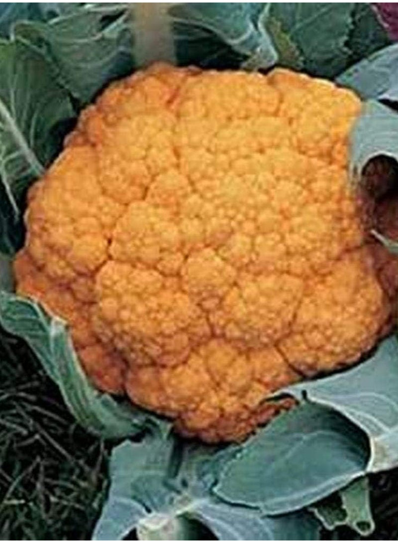 GGOOT 100Pcs Yellow Broccoli Cauliflower Seeds 
