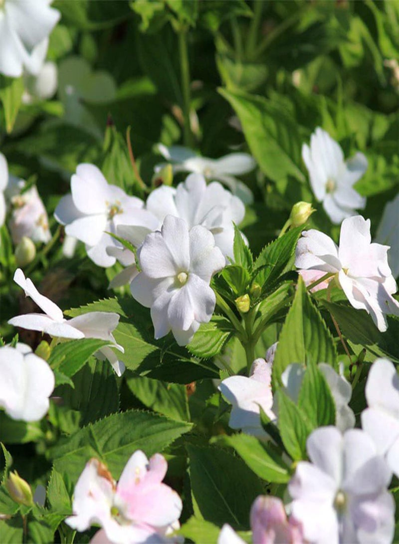 جي جوت 50 قطعة من بذور البلسم الأبيض التراثية ذات الرائحة المنعشة والساحرة لتزيين الفناء الداخلي للمنزل مناسبة للبستانيين المبتدئين الذين يرغبون في الزراعة - Image 4