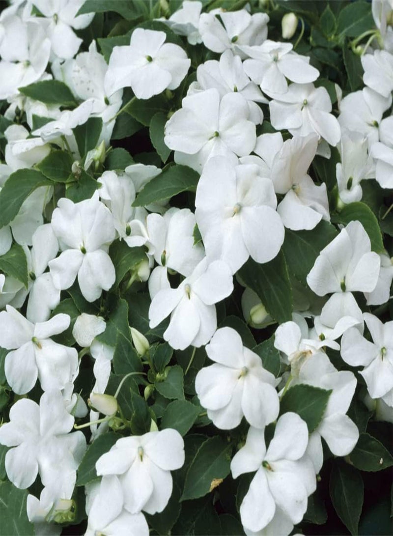 جي جوت 50 قطعة من بذور البلسم الأبيض التراثية ذات الرائحة المنعشة والساحرة لتزيين الفناء الداخلي للمنزل مناسبة للبستانيين المبتدئين الذين يرغبون في الزراعة - Image 2