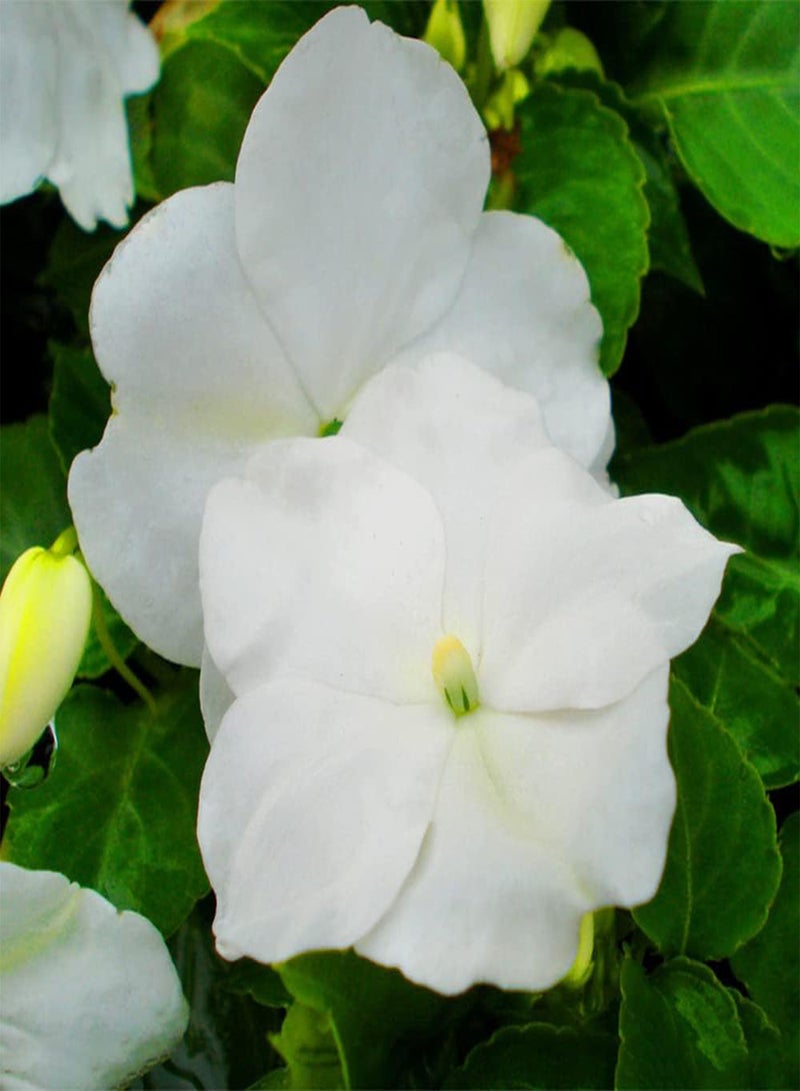 جي جوت 50 قطعة من بذور البلسم الأبيض التراثية ذات الرائحة المنعشة والساحرة لتزيين الفناء الداخلي للمنزل مناسبة للبستانيين المبتدئين الذين يرغبون في الزراعة - Image 1