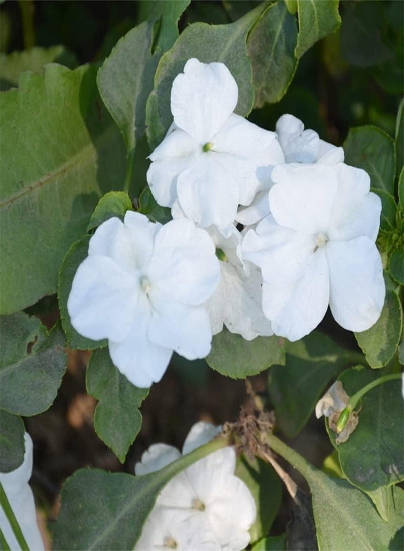 جي جوت 50 قطعة من بذور البلسم الأبيض التراثية ذات الرائحة المنعشة والساحرة لتزيين الفناء الداخلي للمنزل مناسبة للبستانيين المبتدئين الذين يرغبون في الزراعة - Image 3